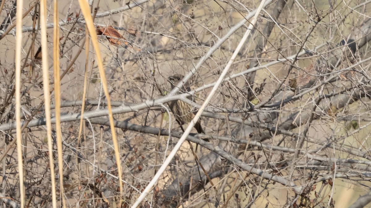 Red-mantled Rosefinch - ML644741177