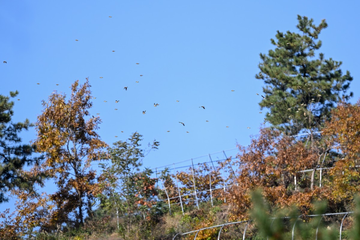 В'юрок - ML644741185