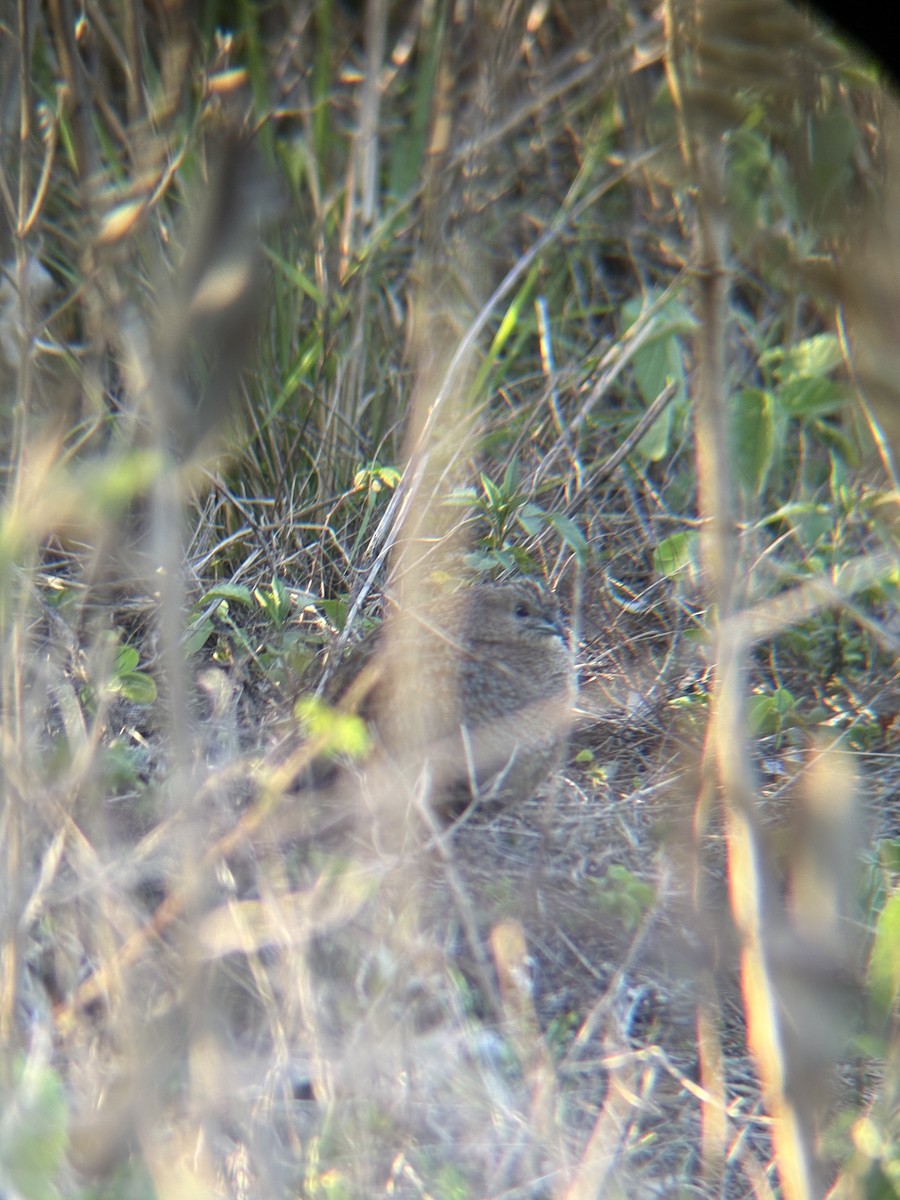 Codorniz de Tasmania - ML644741186