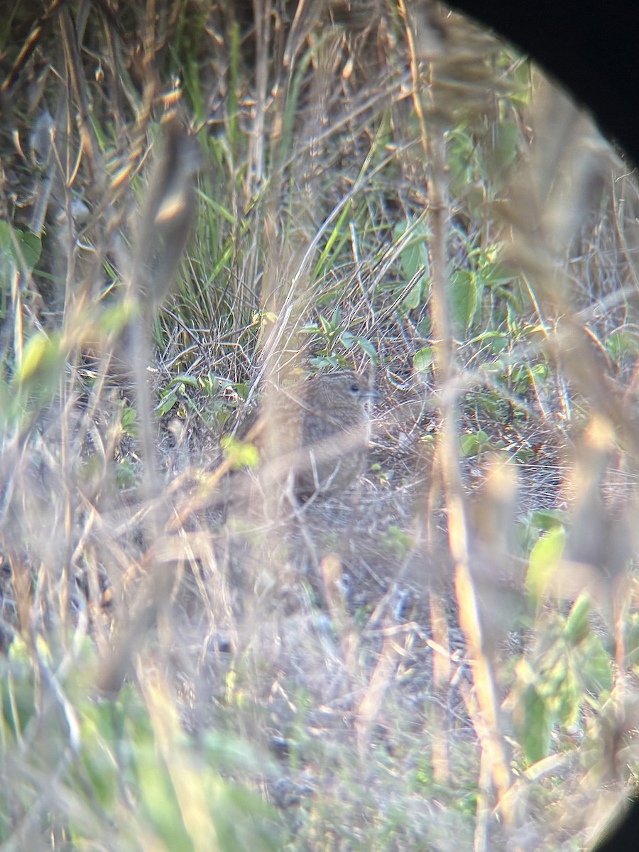 Codorniz de Tasmania - ML644741187