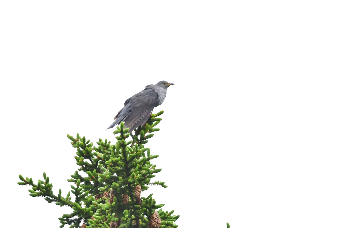 Cuco Oriental - ML644741213