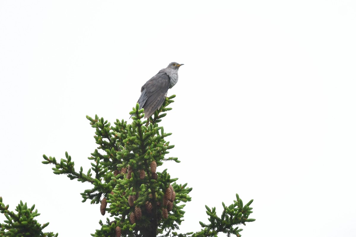 Cuco Oriental - ML644741214