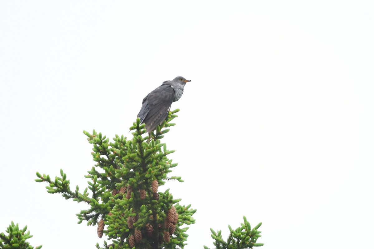 Cuco Oriental - ML644741215