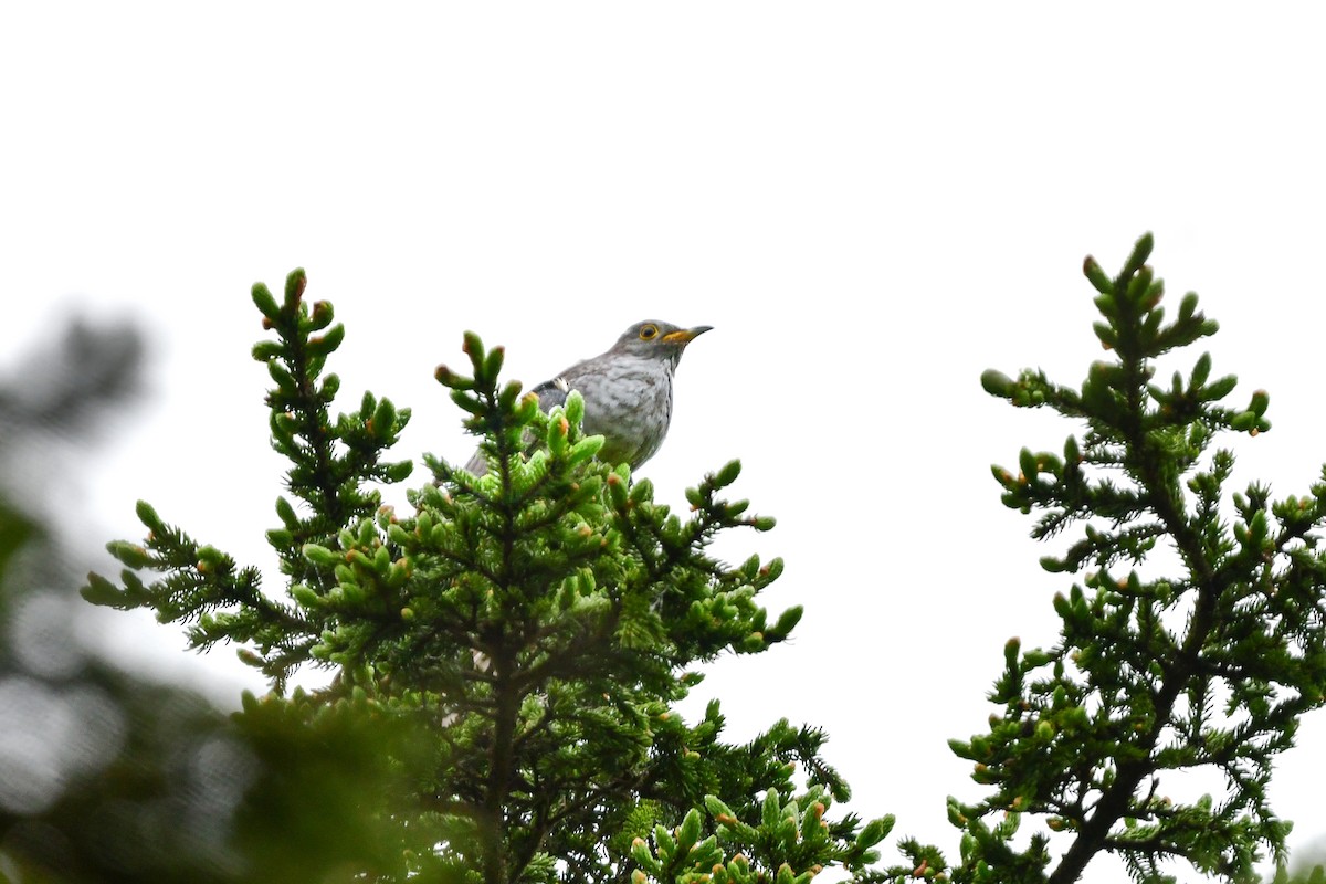 Cuco Oriental - ML644741216