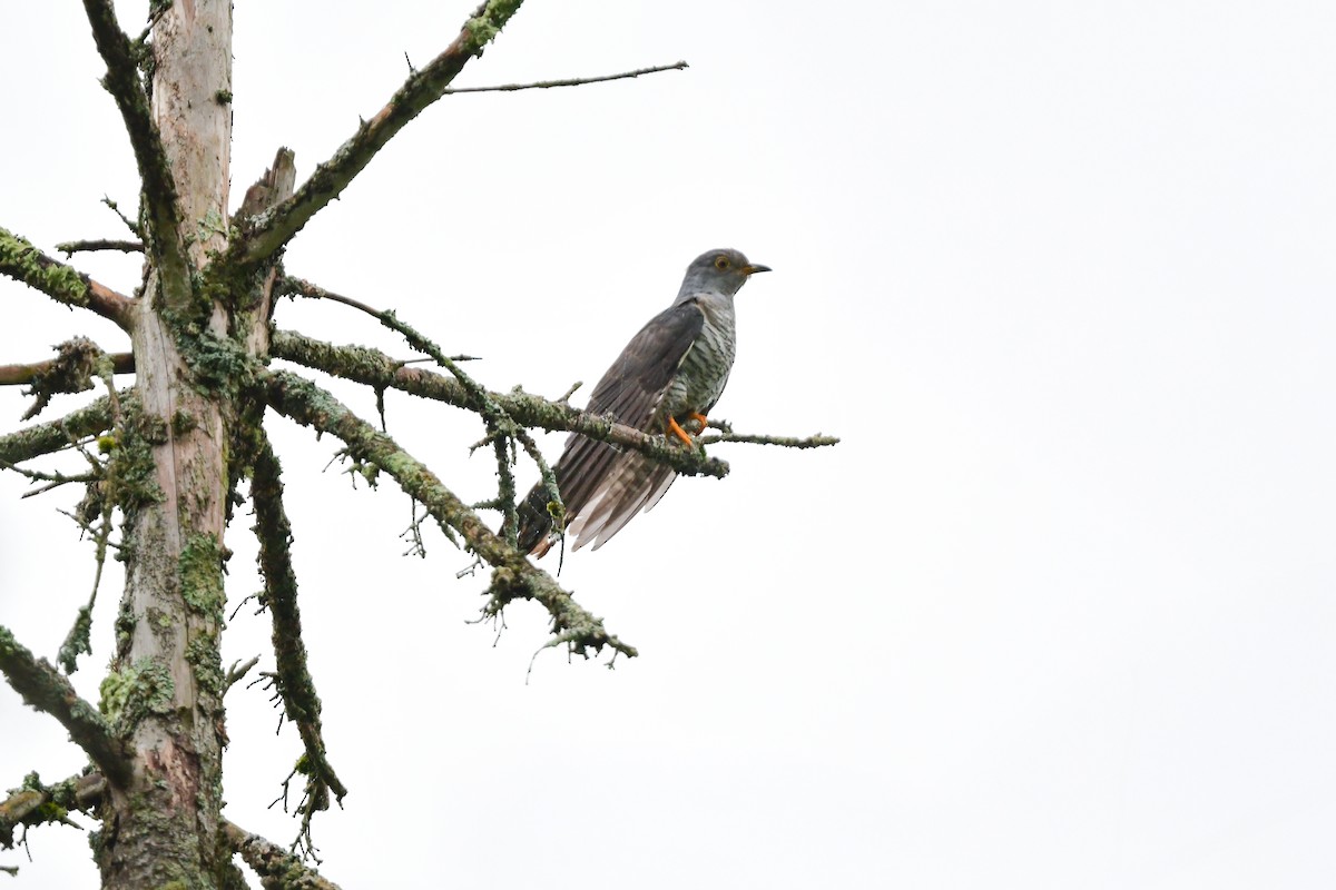 Cuco Oriental - ML644741217