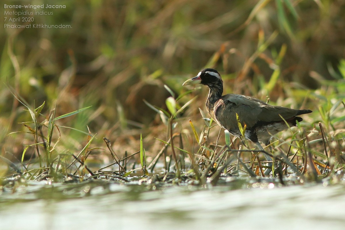 Bronze-winged Jacana - ML644741223