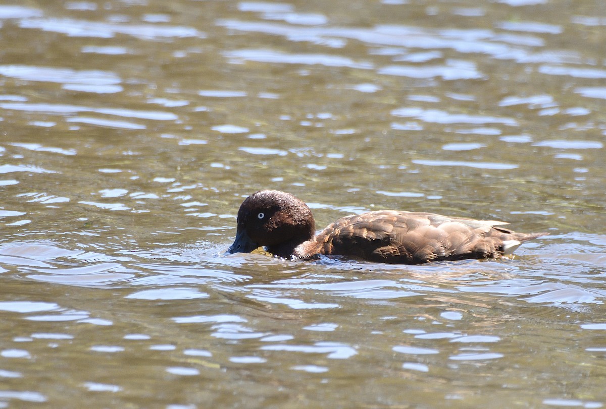 Hardhead - ML644741231