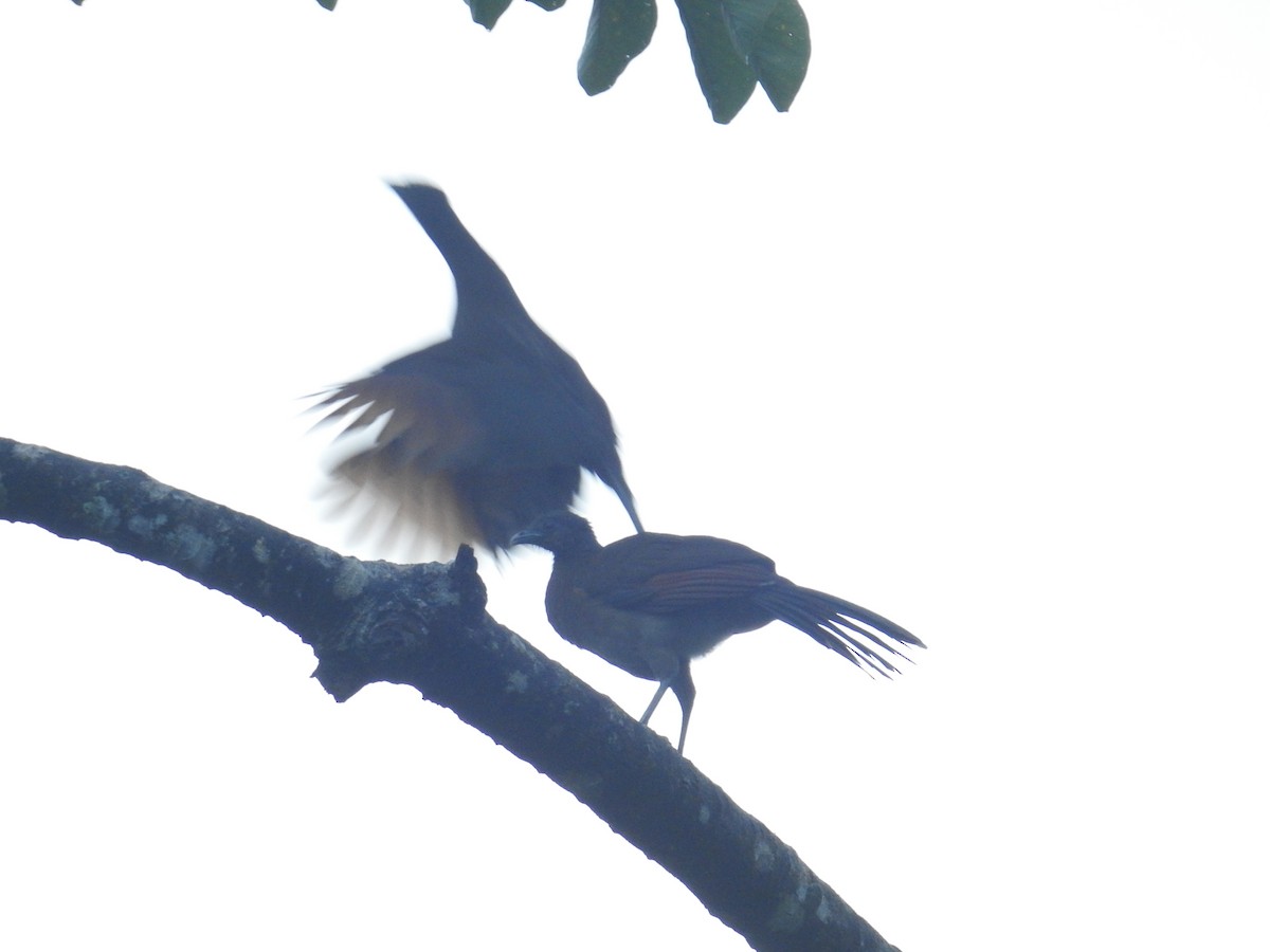 gråhodehokko - ML644741258