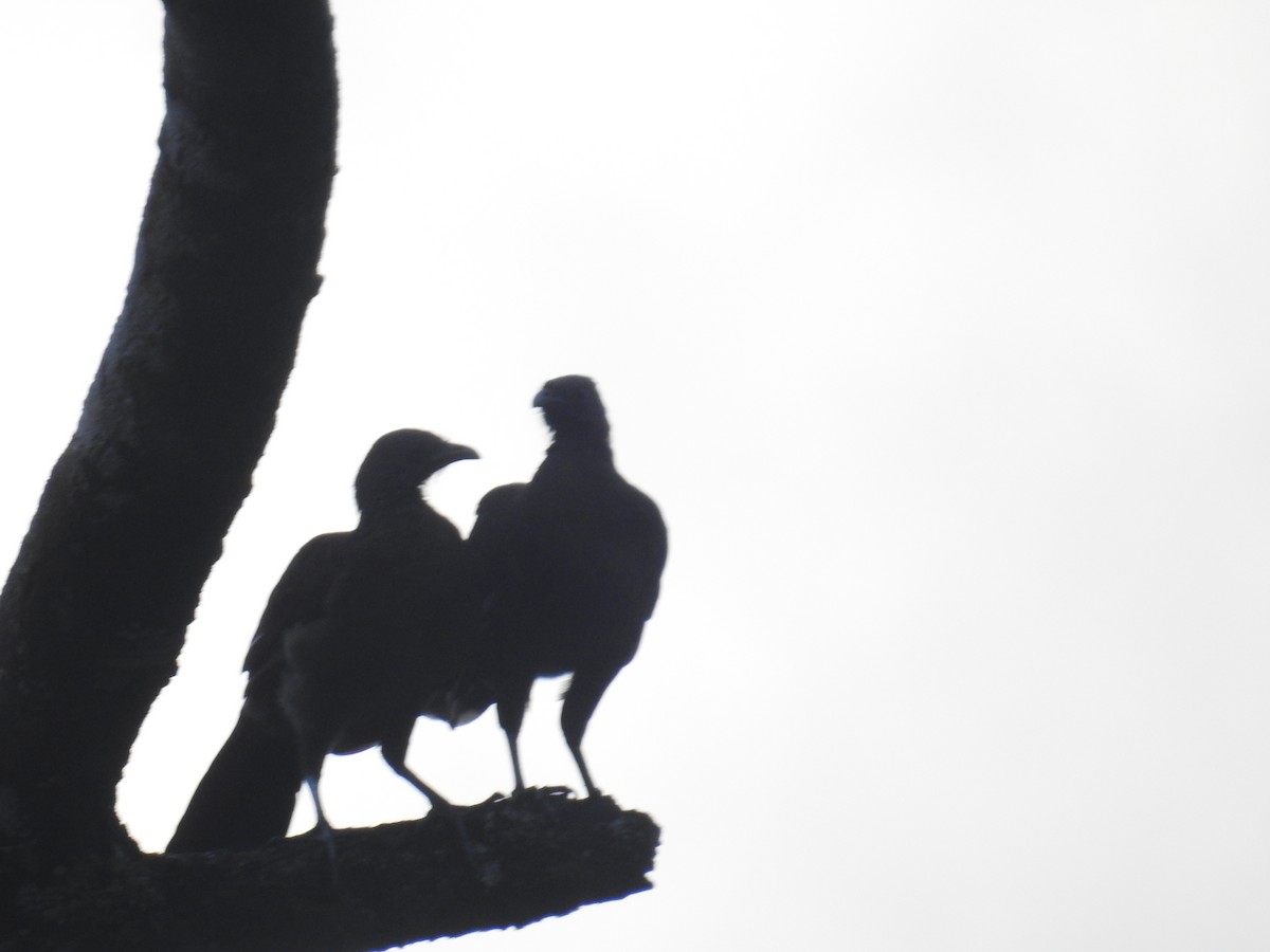 gråhodehokko - ML644741259