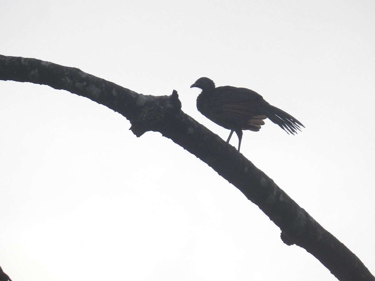 gråhodehokko - ML644741261