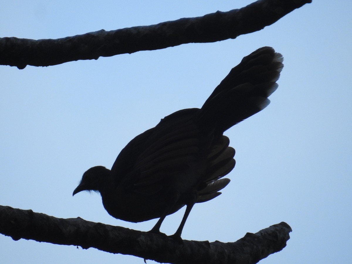 gråhodehokko - ML644741262