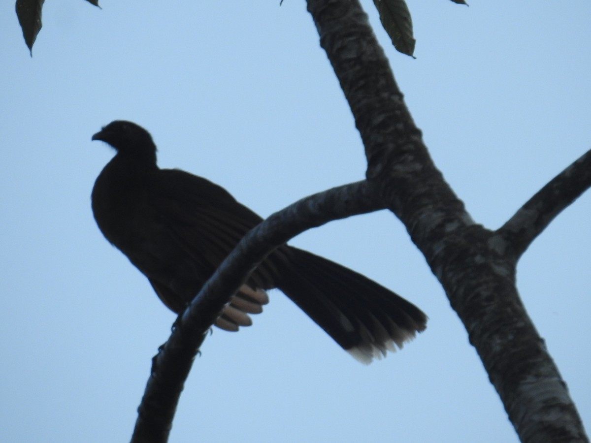 gråhodehokko - ML644741263