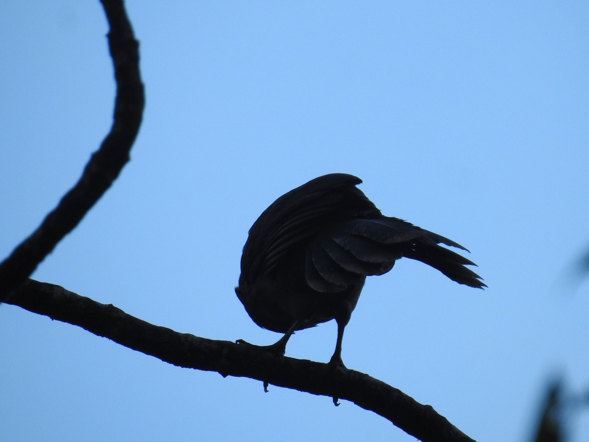 gråhodehokko - ML644741264