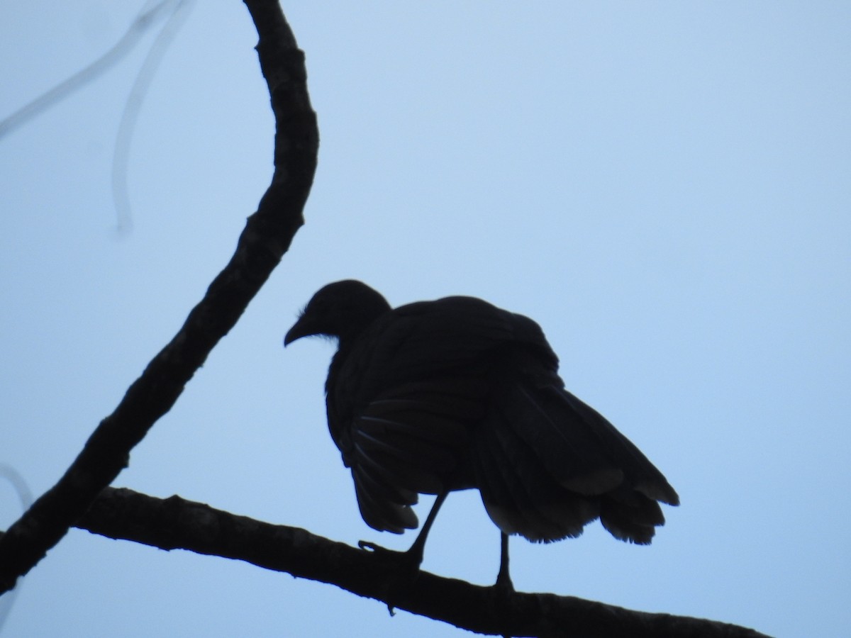 gråhodehokko - ML644741265