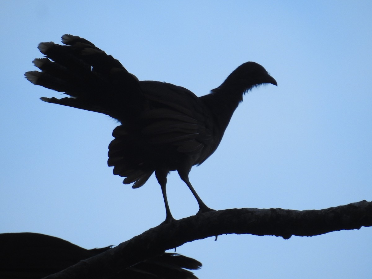 gråhodehokko - ML644741266