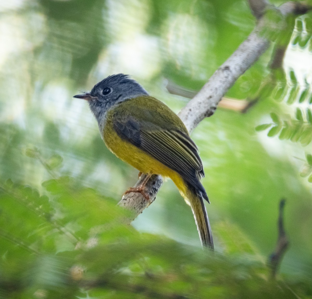 方尾鶲 - ML644741268