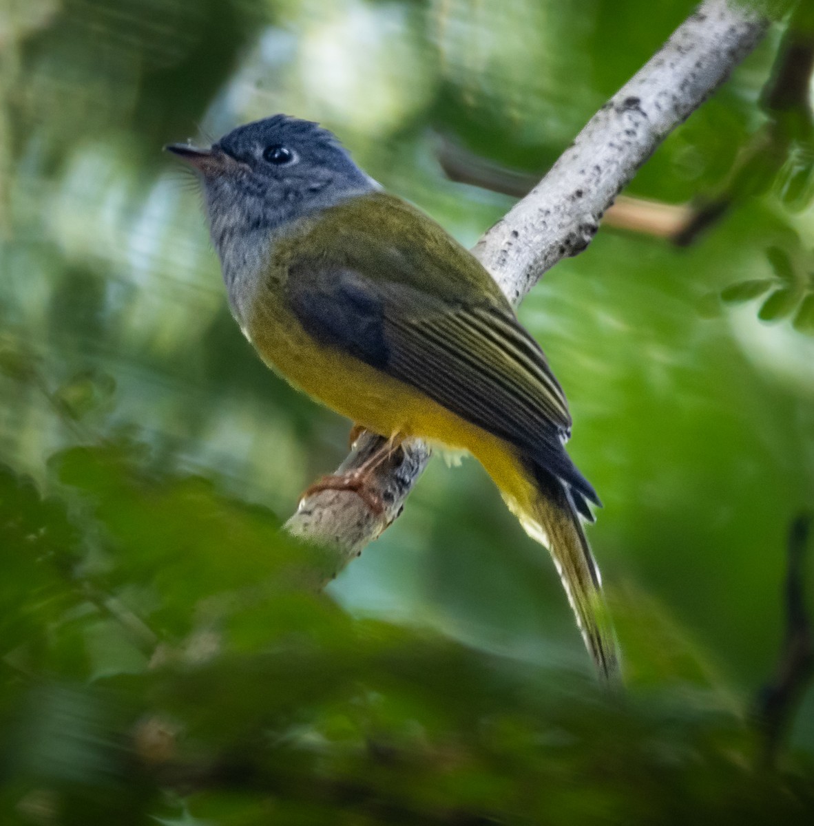 方尾鶲 - ML644741269