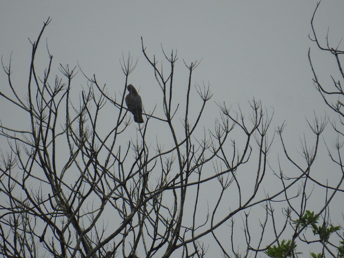 Red-billed Pigeon - ML644741270