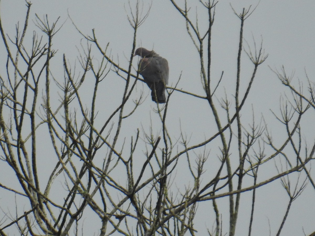 Red-billed Pigeon - ML644741271