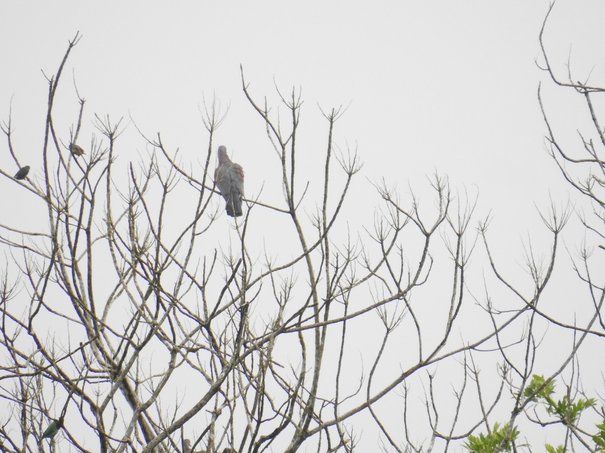 Red-billed Pigeon - ML644741272