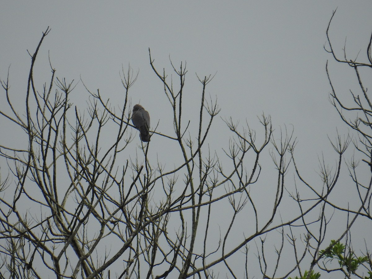 Red-billed Pigeon - ML644741273