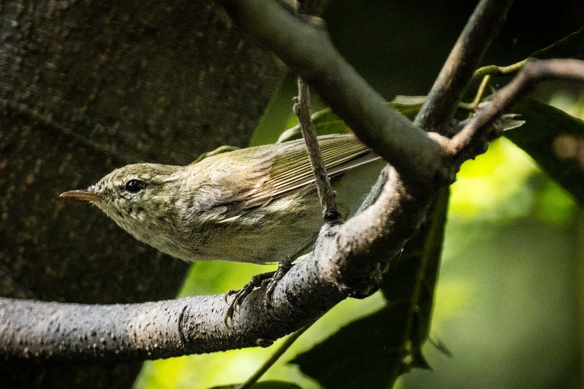 Greenish Warbler - ML644741274