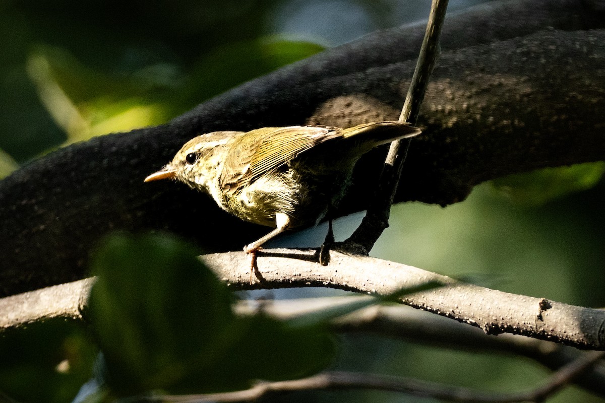 Greenish Warbler - ML644741275