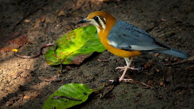 Orange-headed Thrush - ML644741278