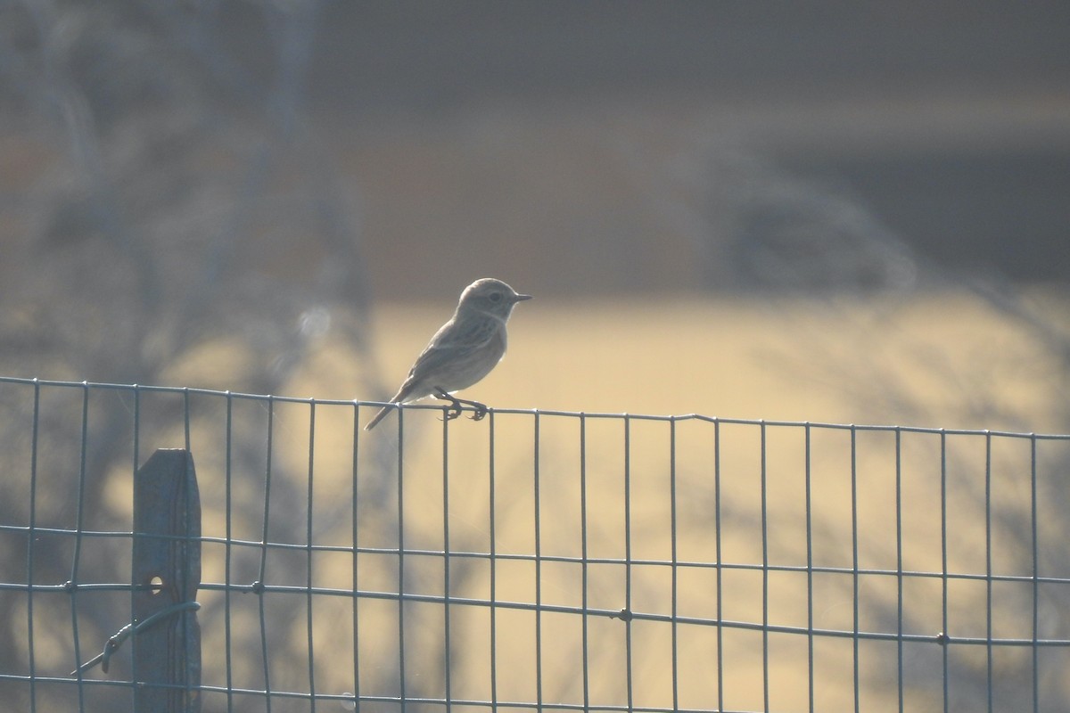 European Stonechat - ML644741291