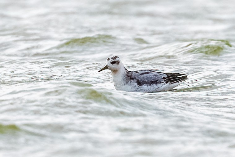 Red Phalarope - ML644741301