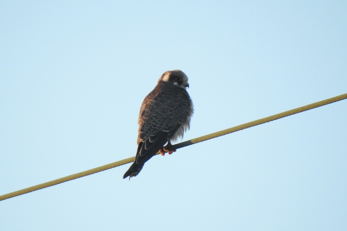 Red-footed Falcon - ML644741320