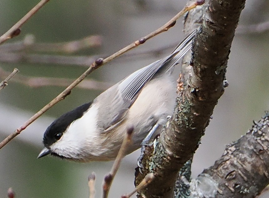 Mésange boréale - ML644741326