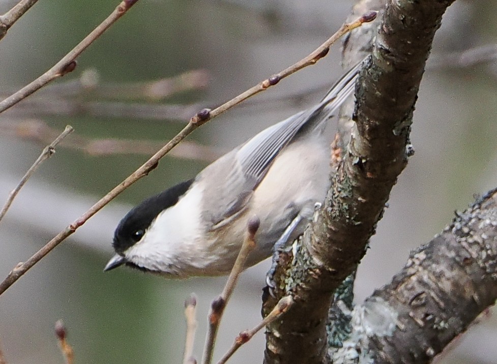 Mésange boréale - ML644741329