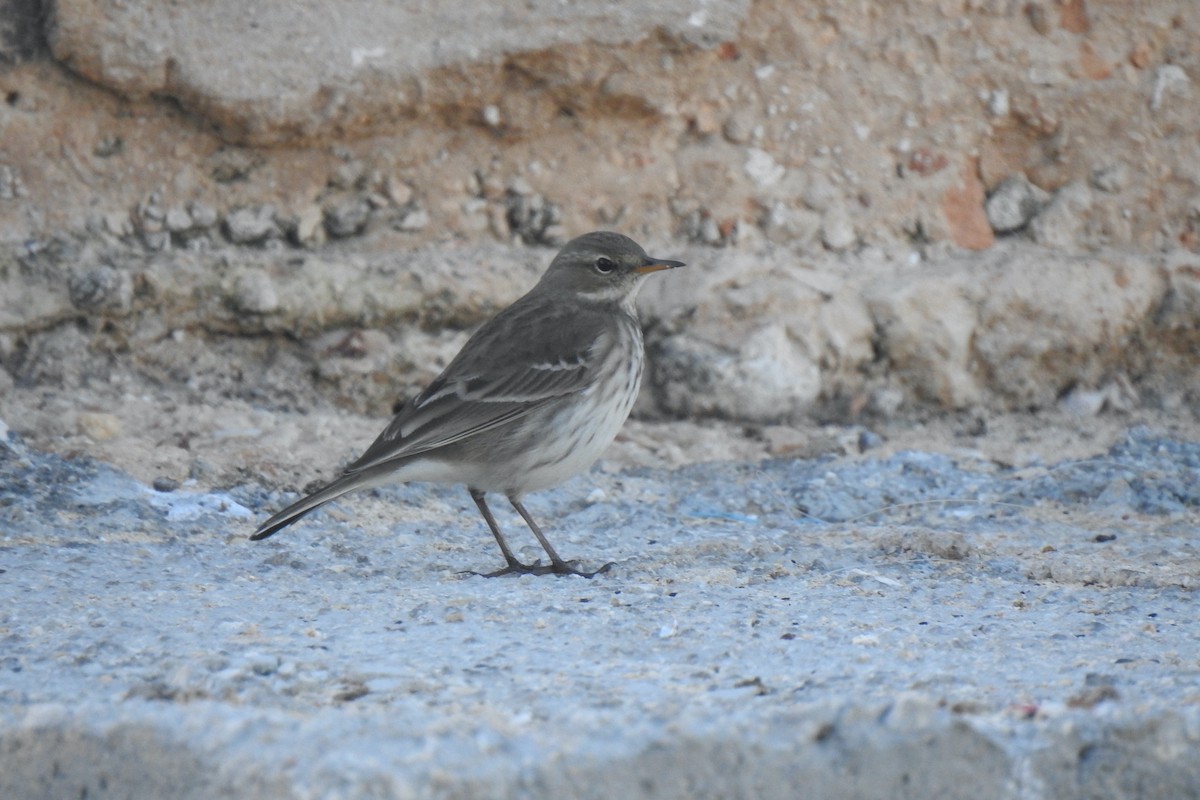 Pipit spioncelle - ML644741335