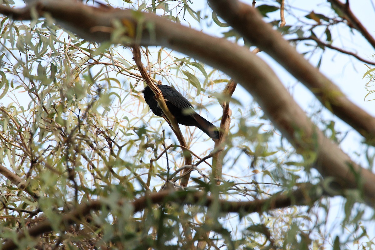 オーストラリアオニカッコウ - ML644741360