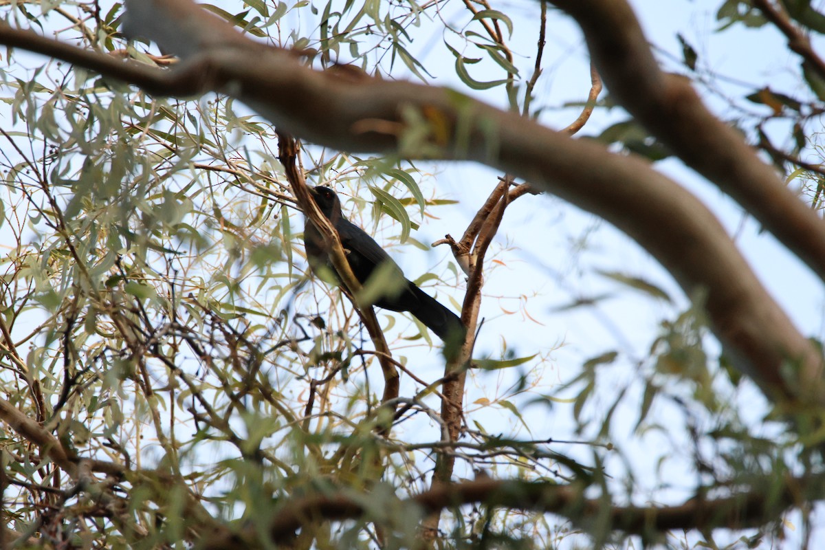 オーストラリアオニカッコウ - ML644741361