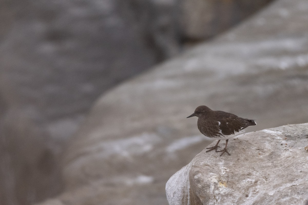 Harri-iraulari iluna - ML644741396