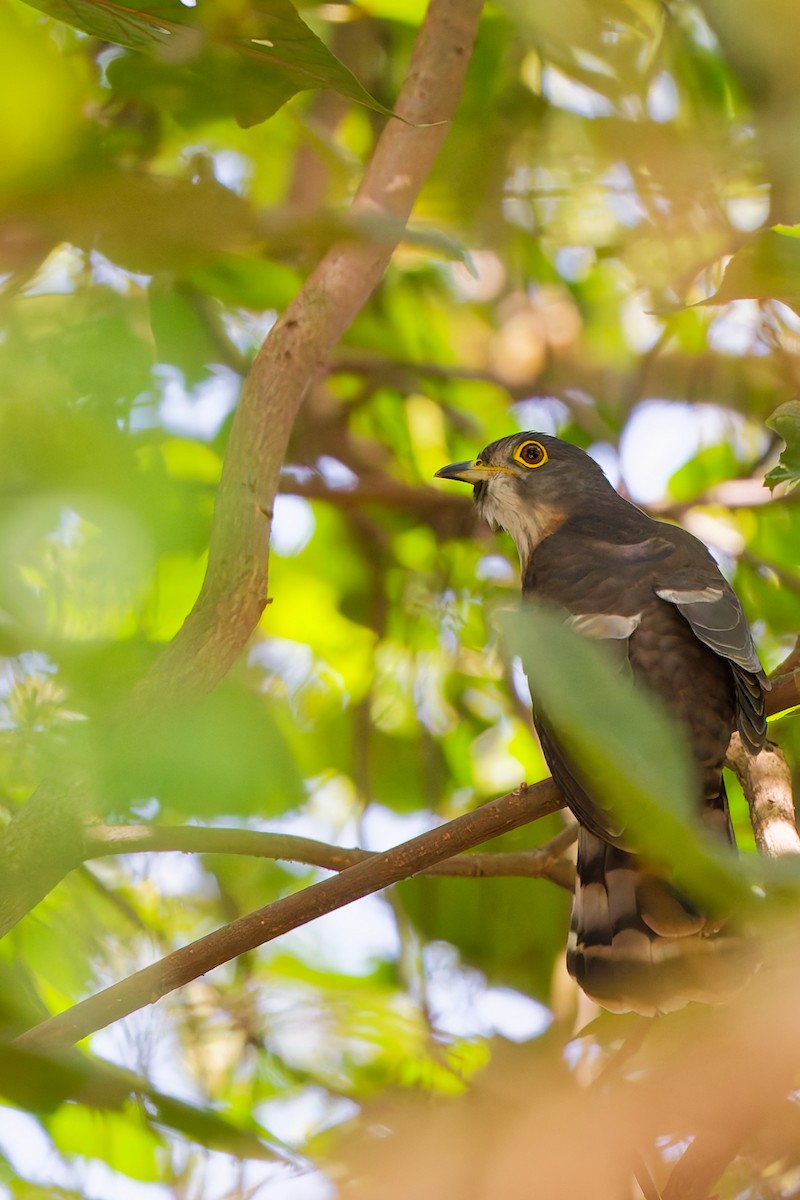 Hodgson's Hawk-Cuckoo - ML644741397