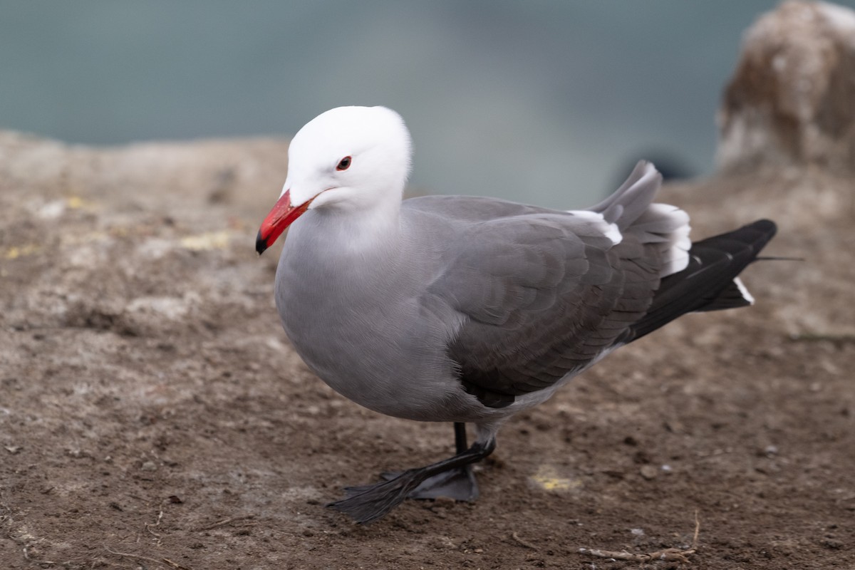 Heermann's Gull - ML644741403