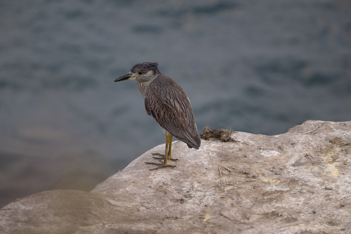 Yellow-crowned Night Heron - ML644741405