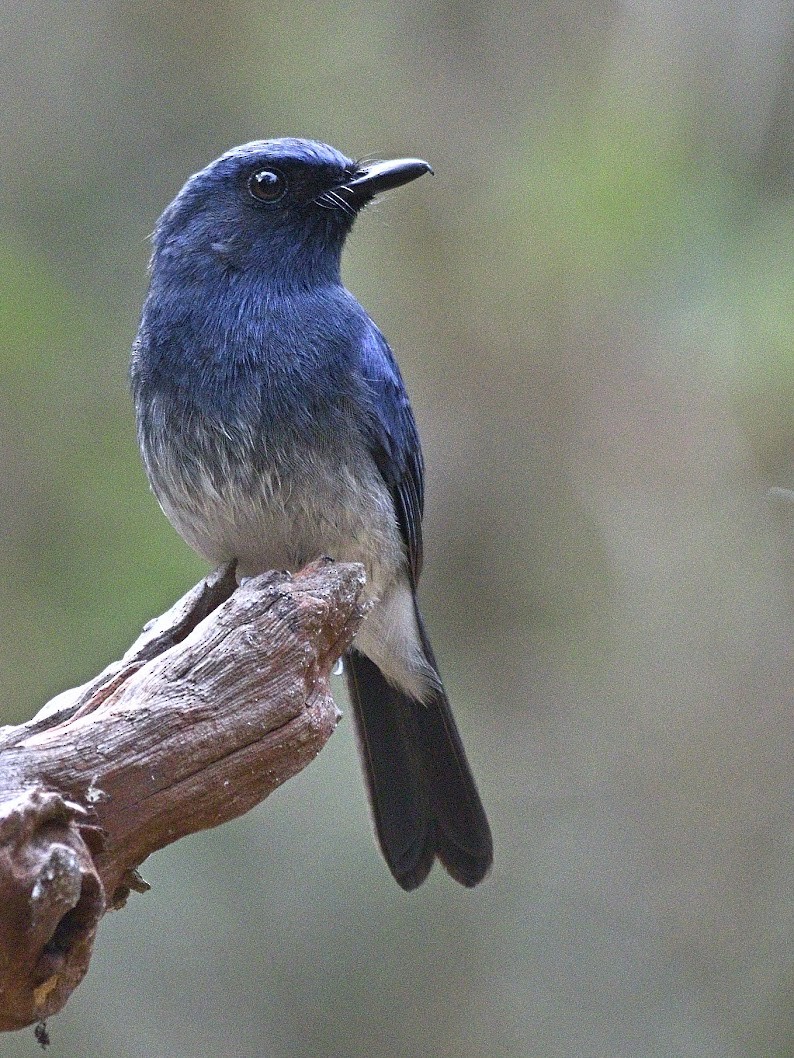 hvitbukfluesnapper - ML644741416