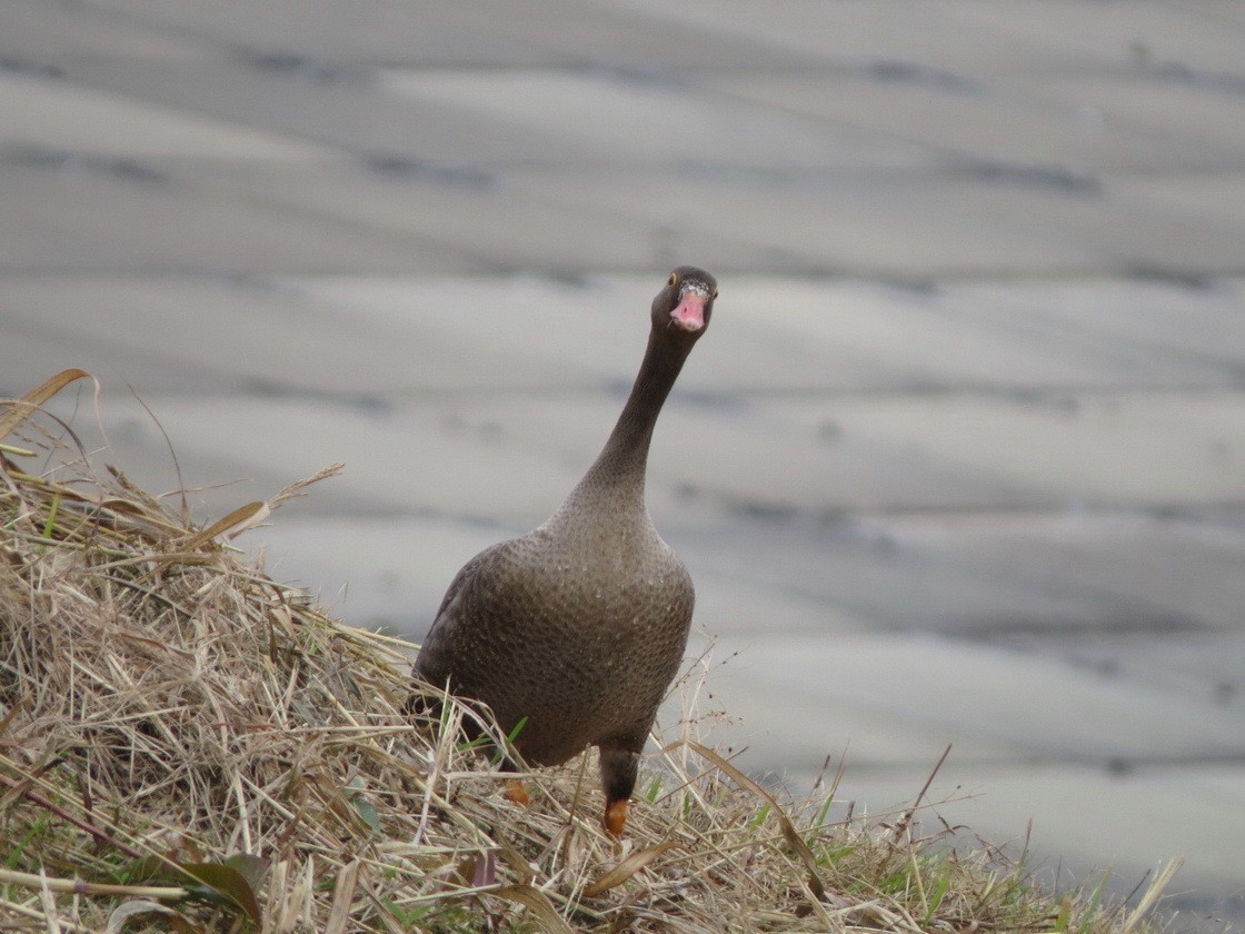 אווז קטן - ML644741453