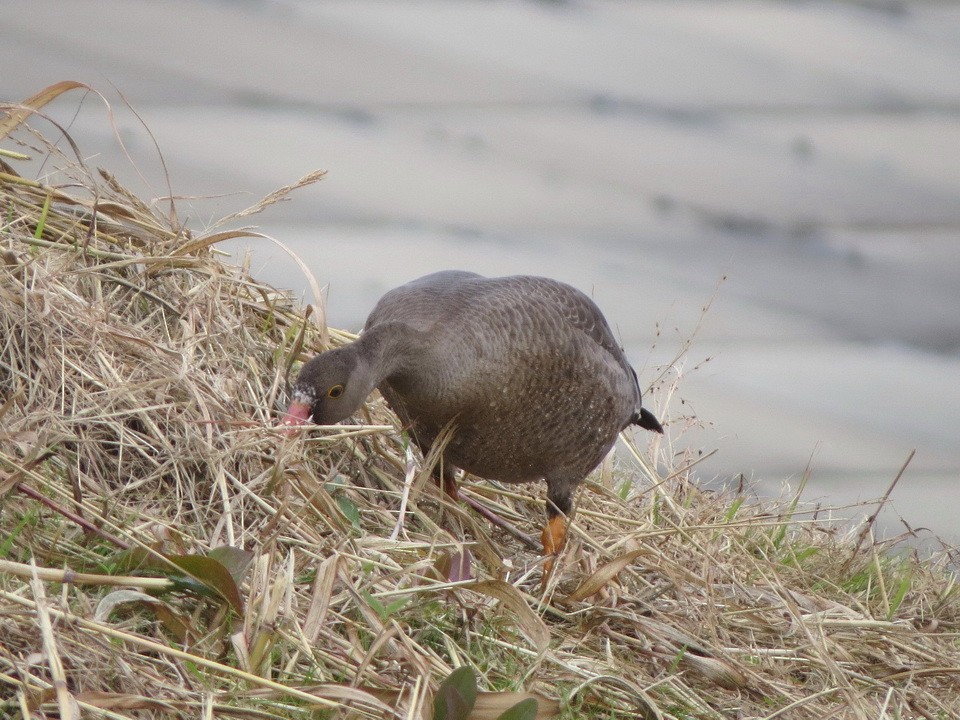 אווז קטן - ML644741455