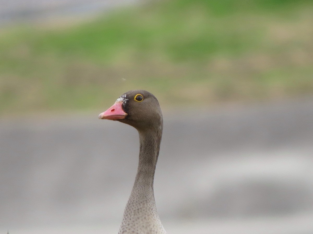 אווז קטן - ML644741458