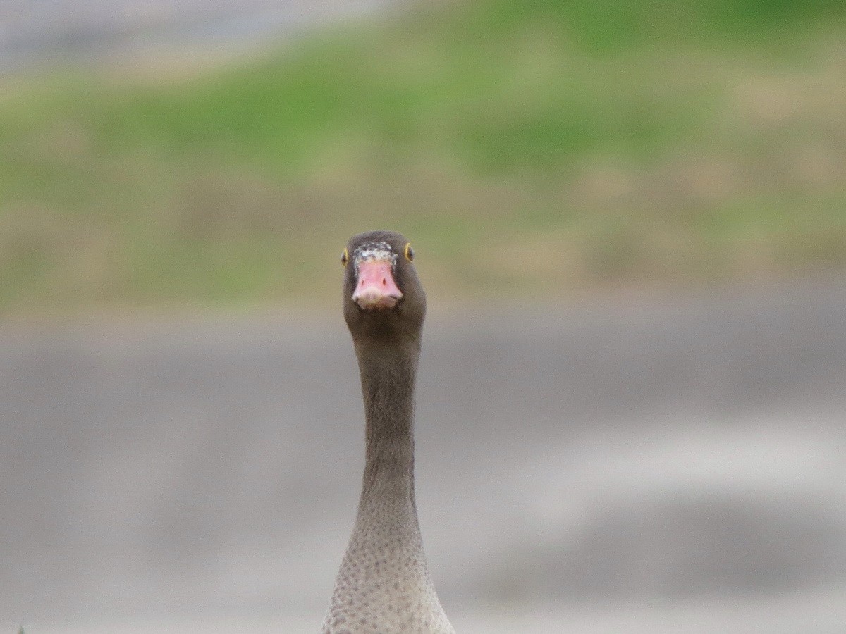 אווז קטן - ML644741459