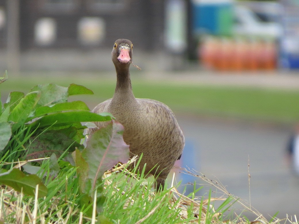 אווז קטן - ML644741463