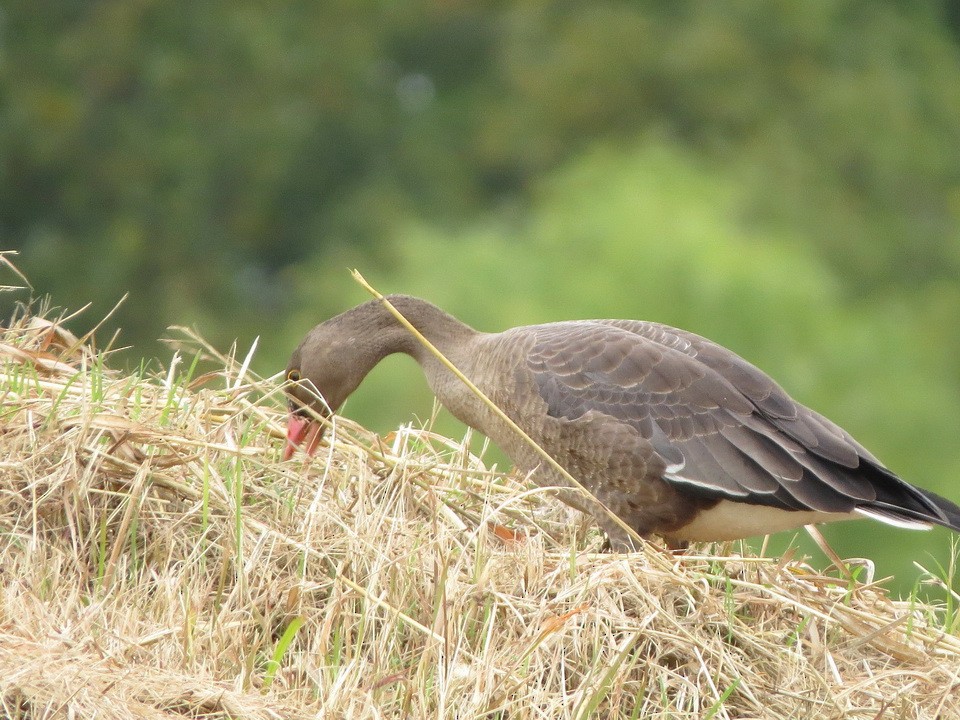 אווז קטן - ML644741465