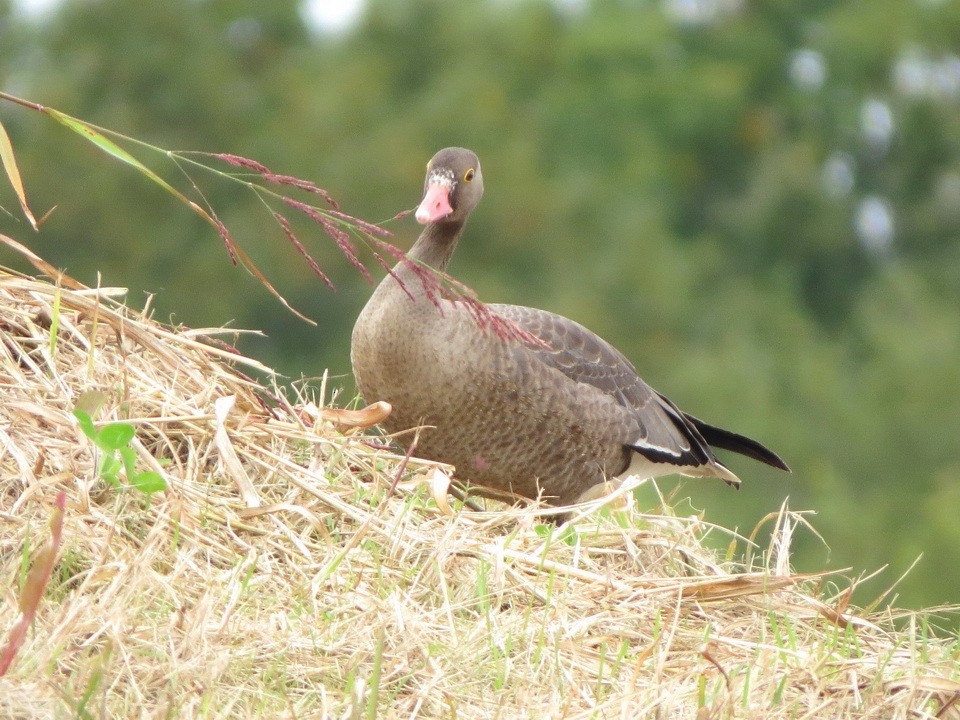 אווז קטן - ML644741468