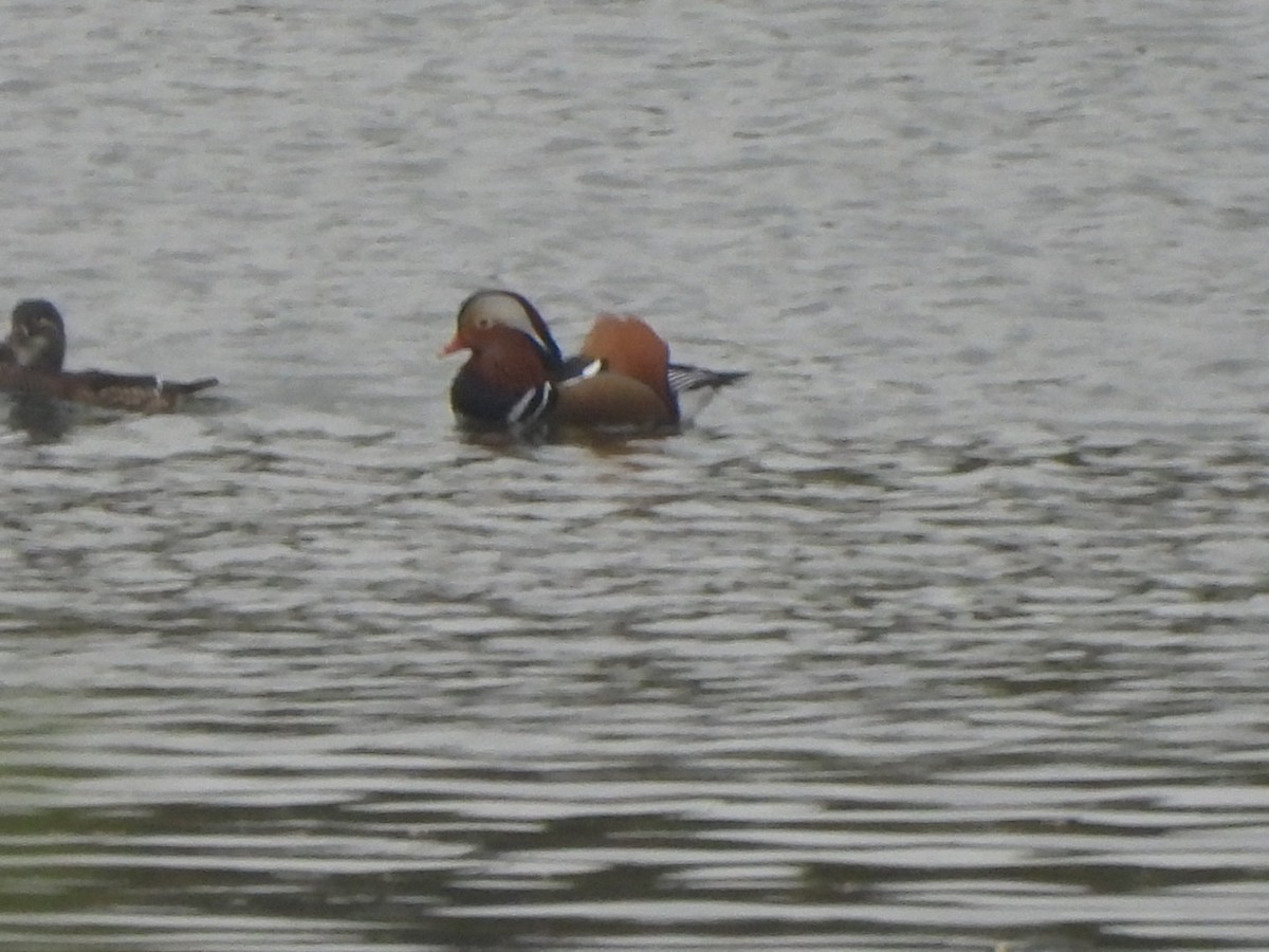 Мандаринка - ML644741475