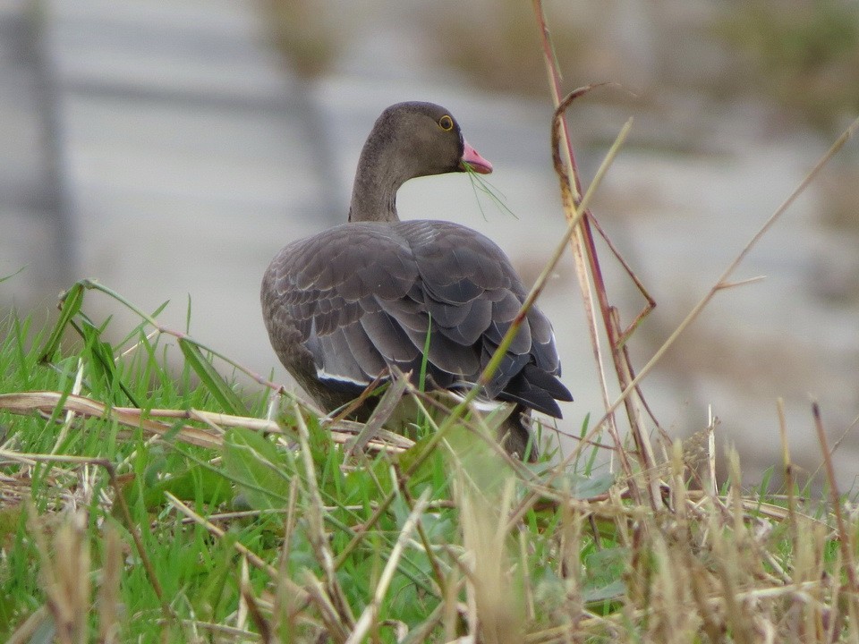 אווז קטן - ML644741477